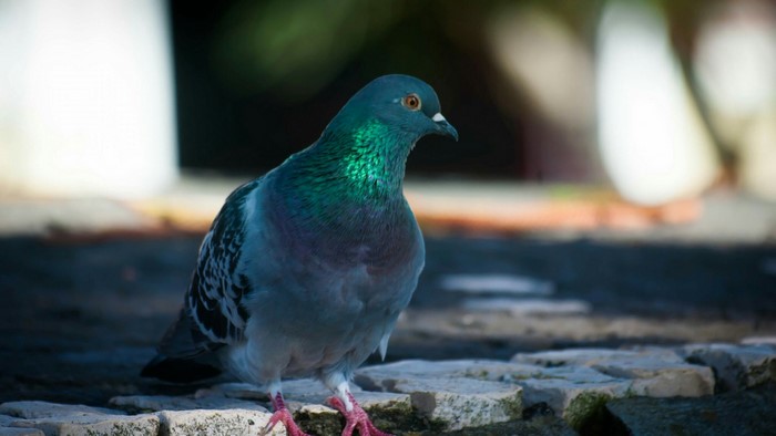 A pigeon with iridescent neck feathers stands on stones