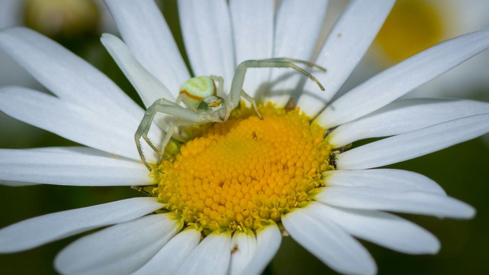 Spider on a Daisy