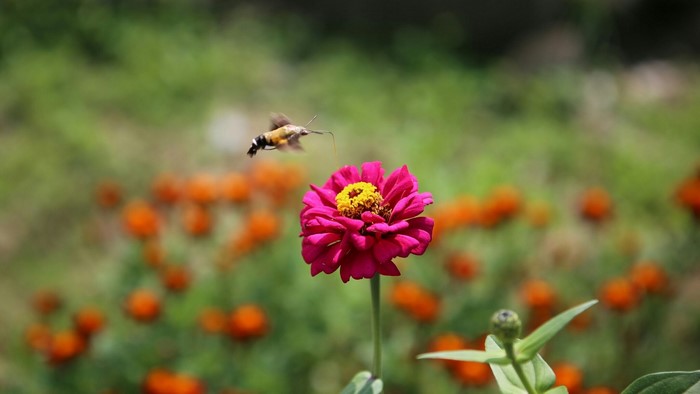 Hummingbird Moth Feeding on a Pink Zinnia Flower