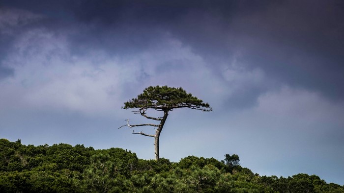 Lone pine tree on a hill under stormy clouds