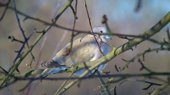 4K Dove on a Branch