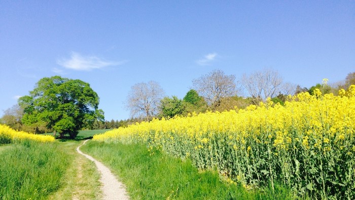Path through a field of yellow flowers and green grass
