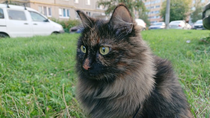 4K Tortoiseshell Cat Sitting on Grass