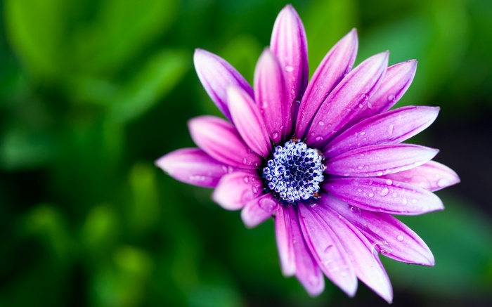 Purple daisy with water droplets on petals