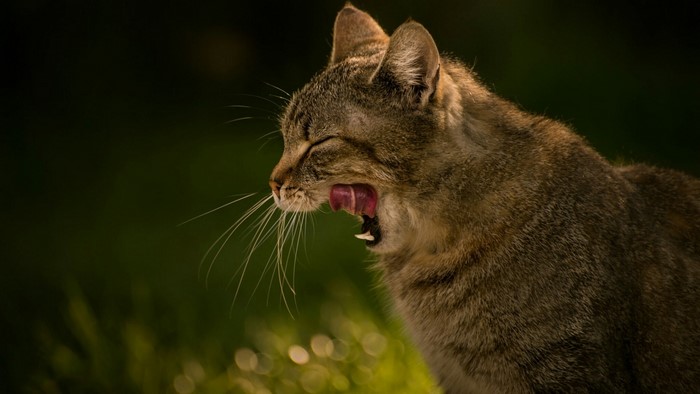 Cat yawning with tongue out