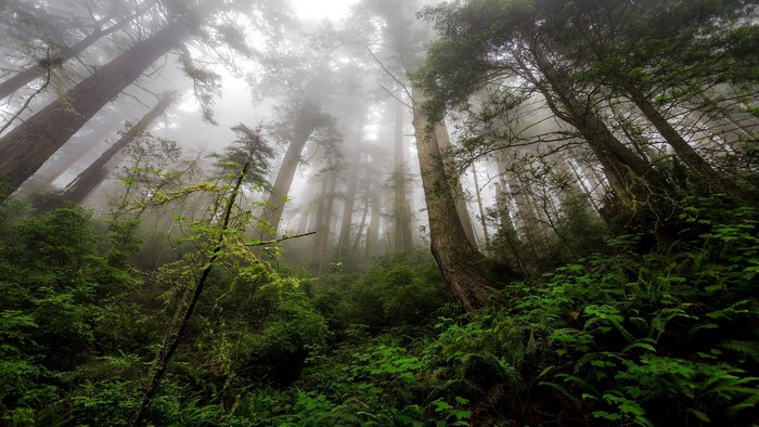 Misty Redwood Forest