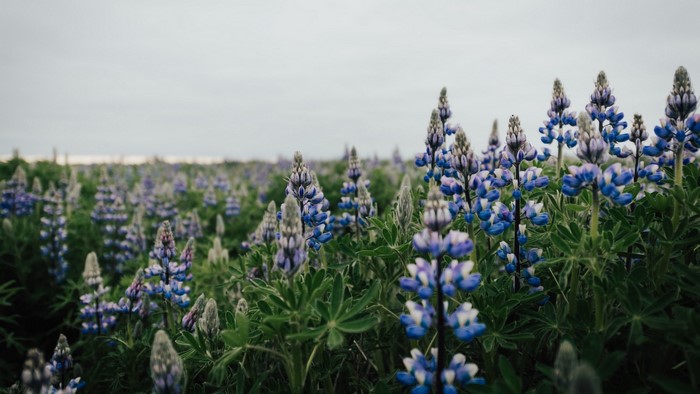 Field of purple lupine flowers under a cloudy sky