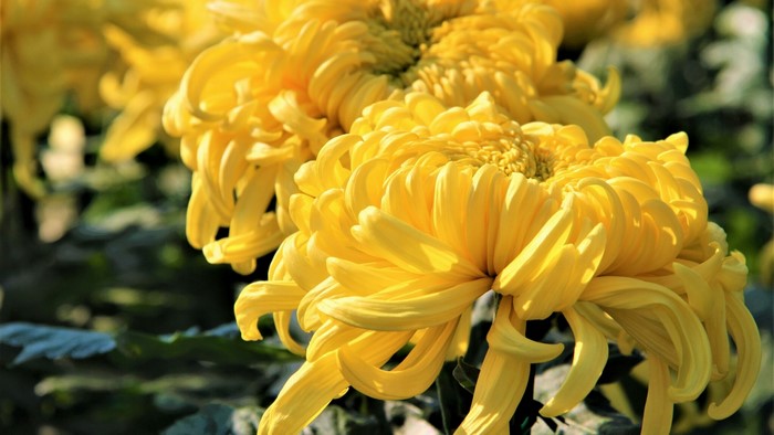 Yellow Chrysanthemums in Bloom