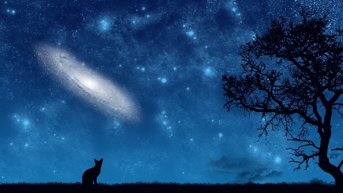 Cat looking at galaxy in starry night sky