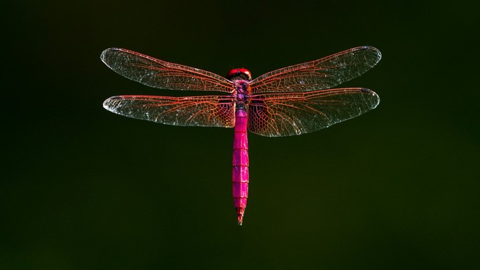 Close-up of a pink dragonfly