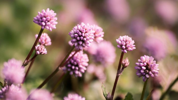 Pink flowers in a field