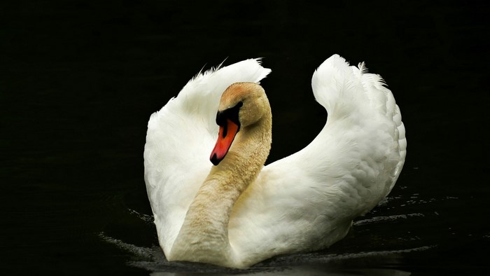 White Swan on Dark Water