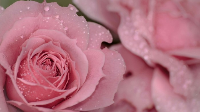 Pink roses with water droplets