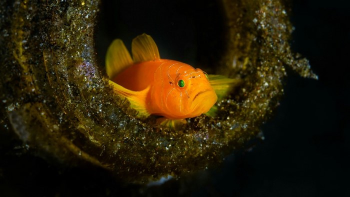 Orange goby fish in a dark underwater environment