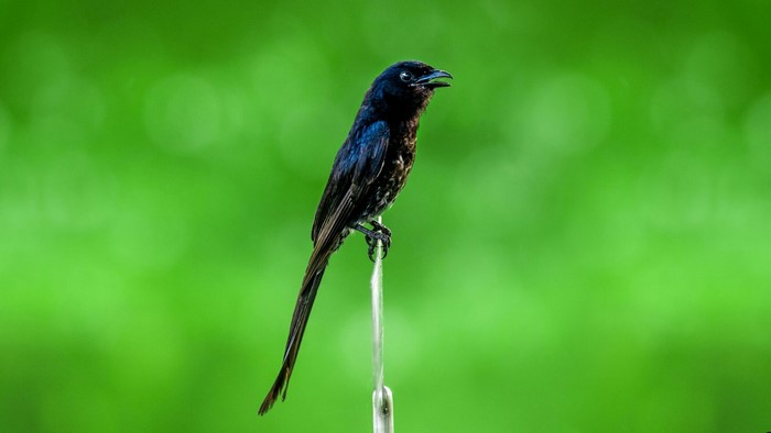 Black Drongo bird perched on a thin branch