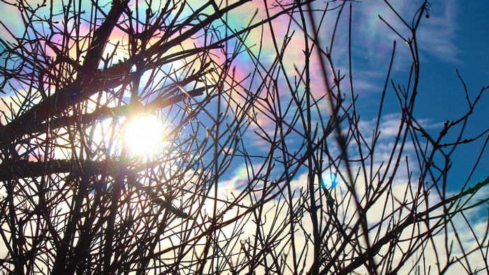 4K Sun Shining Through Bare Tree Branches