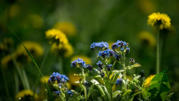 Blue forget-me-nots and yellow dandelions in a field