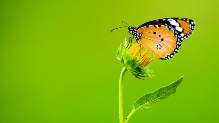 Orange butterfly on a yellow flower