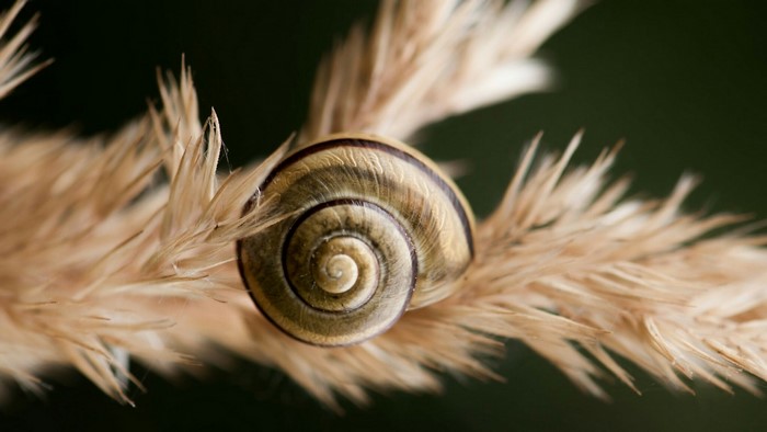 Snail on a dry plant