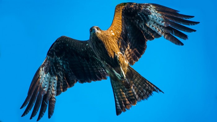 A black kite bird flying in the sky