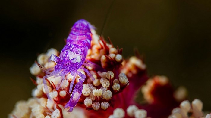 Purple shrimp on coral