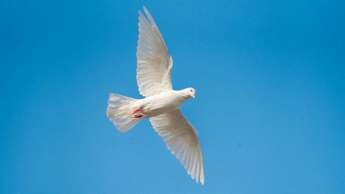White Dove in Flight Against Blue Sky