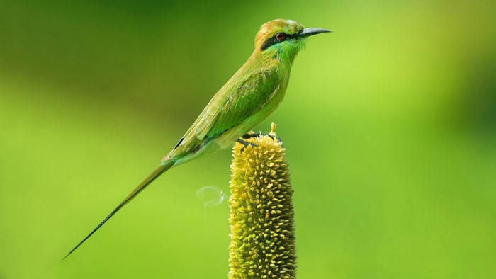 Green Bee-eater bird perched on a plant
