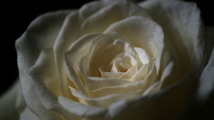 Close-up of a white rose