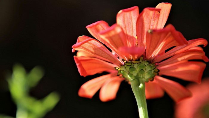 Close-up of an orange Zinnia flower