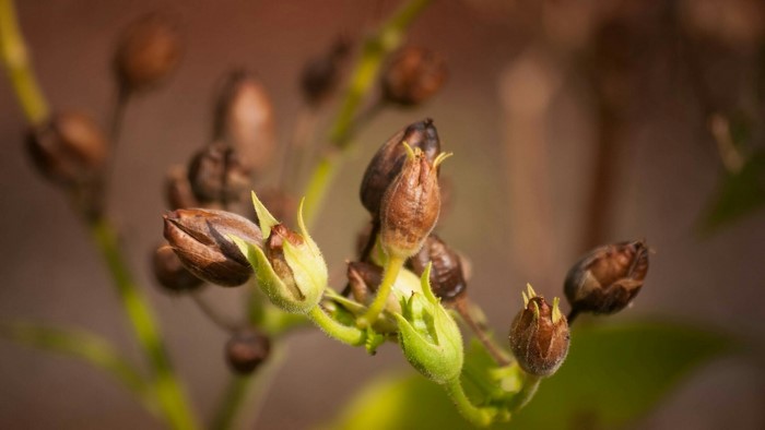 Brown seed pods on a green stem