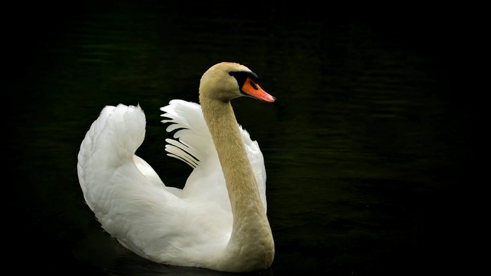 White Swan on Dark Water