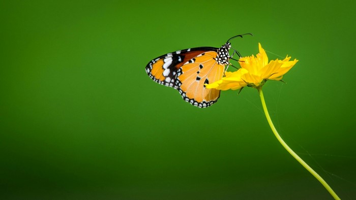 Monarch butterfly on a yellow flower