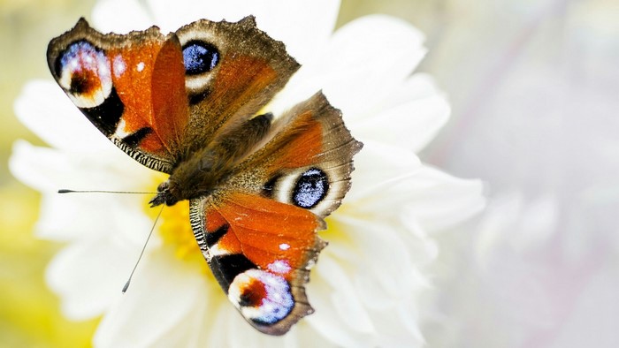 Peacock Butterfly on a White Flower