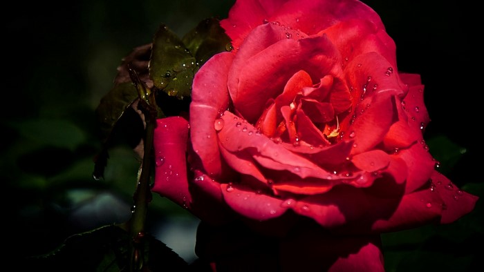 Red rose with water droplets
