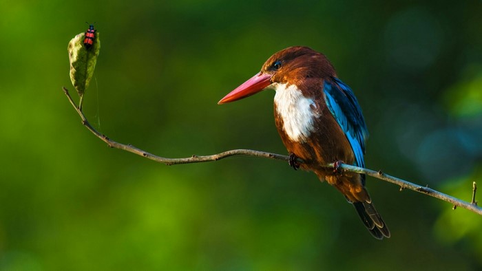 White-throated Kingfisher perched on a branch with a beetle