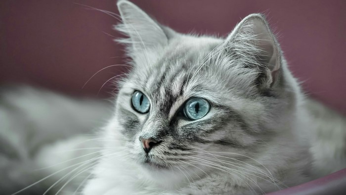 Close-up of a fluffy grey cat with blue eyes