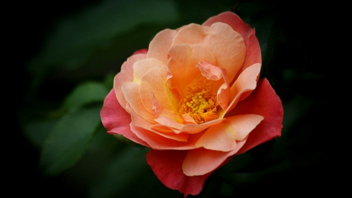 Close-up of a peach and pink rose
