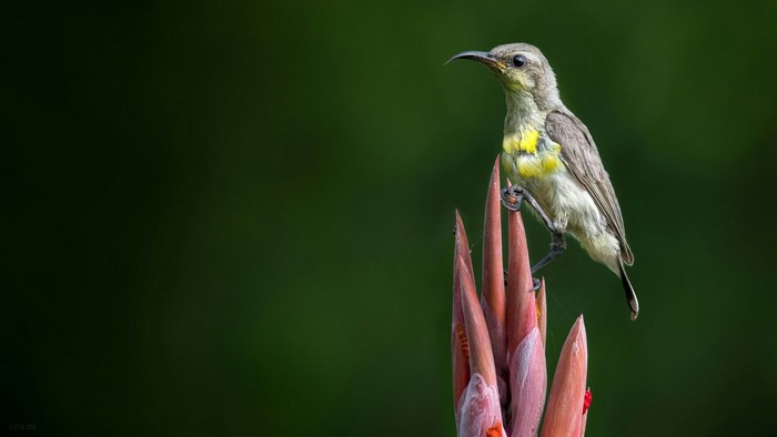 Bird perched on a flower bud