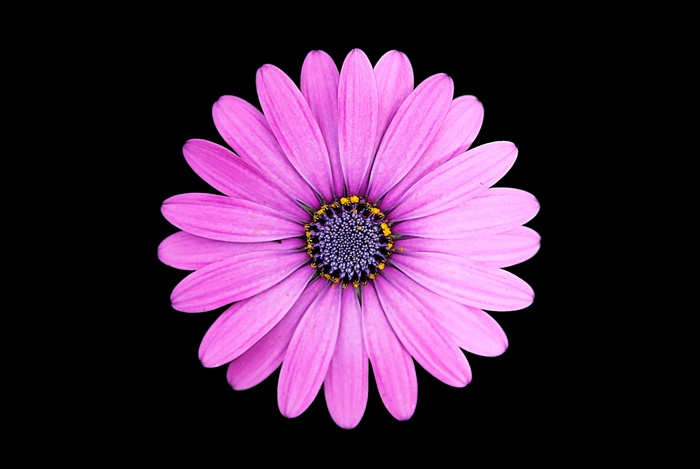 Purple Daisy Flower on Black Background 4K