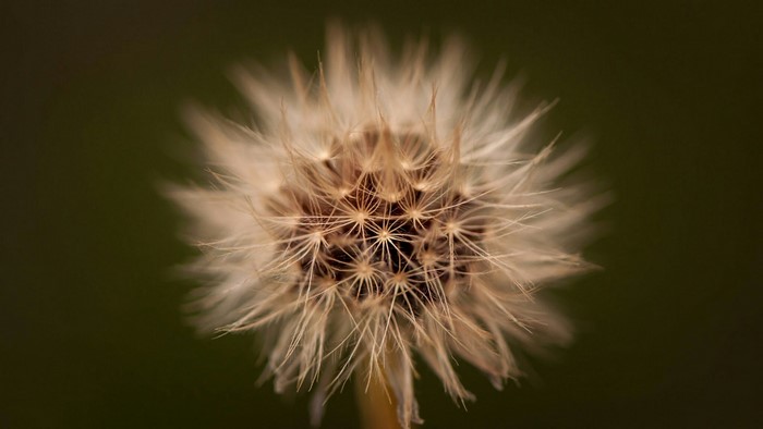 Dandelion seed head close-up