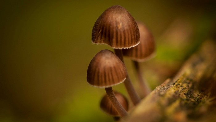 Close-up of small brown mushrooms on a branch