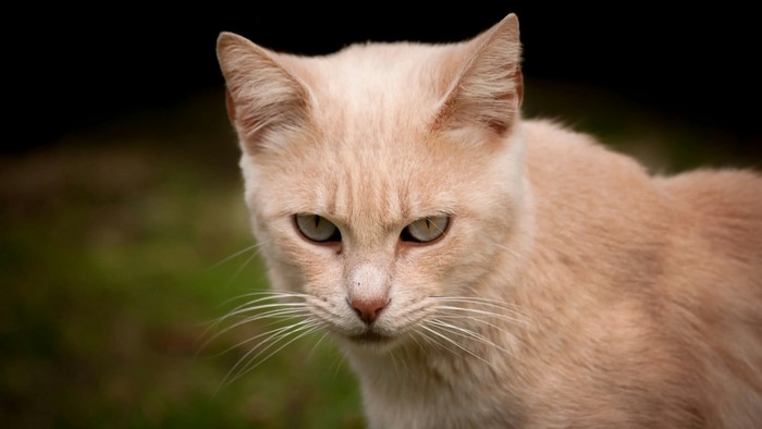 Close-up of a ginger cat's face