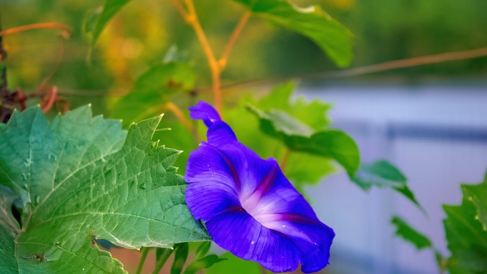4K Purple Morning Glory Flower