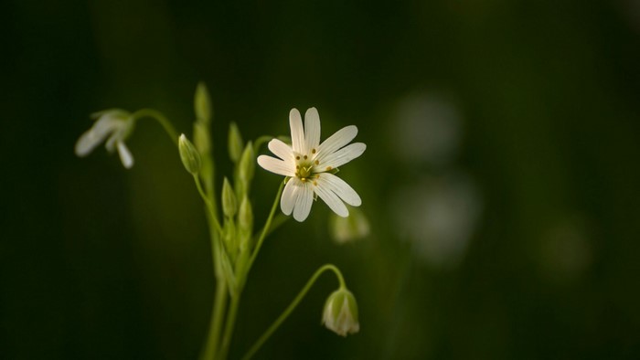 White star-shaped flower with buds