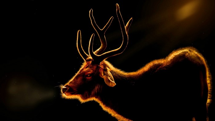 Deer with Antlers in Dramatic Lighting