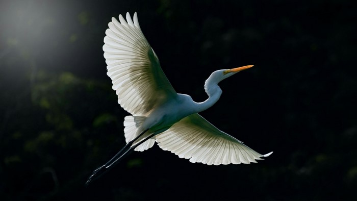 Great Egret in flight against dark background