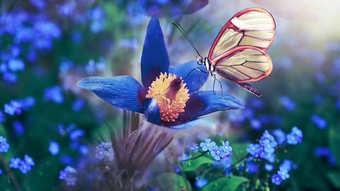 4K Butterfly on a Blue Flower