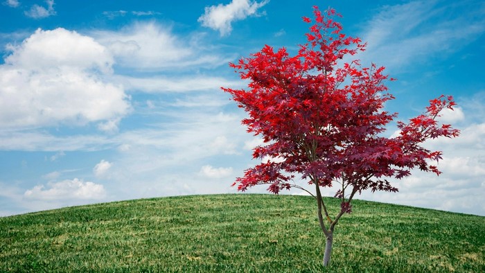 Red Japanese Maple Tree on Green Hill