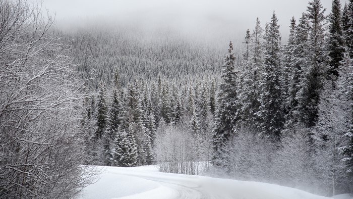 Snow Covered Forest Road