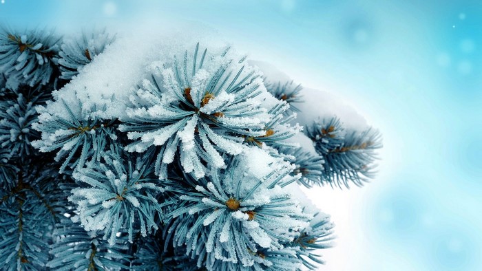 Snow-covered pine branches against a blue sky
